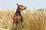 DOBERMANN 1023